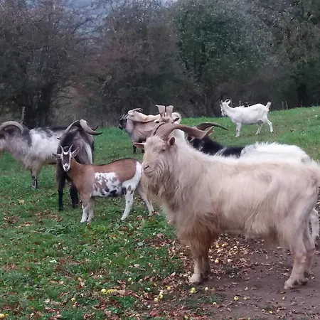 Bali ベッド・アンド・ブレックファスト *