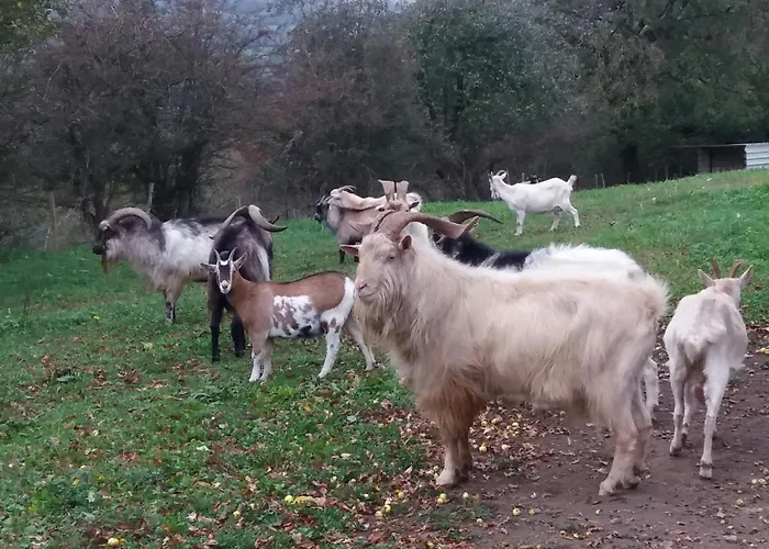 Bali ベッド・アンド・ブレックファスト *